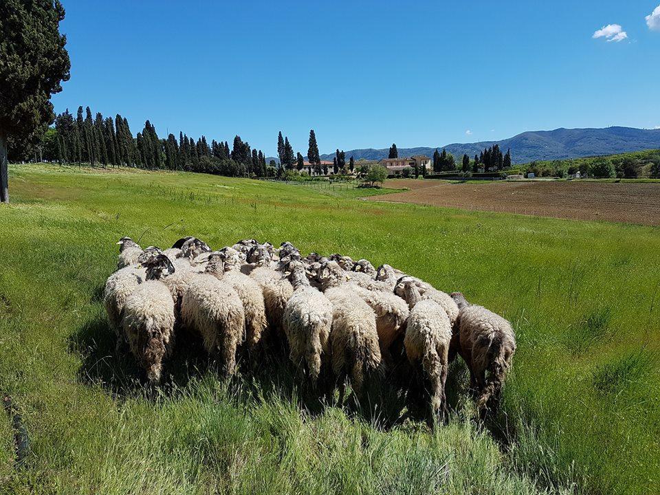 Agriturismo Fattoria Rozzalupi チェッレート・グイーディ エクステリア 写真