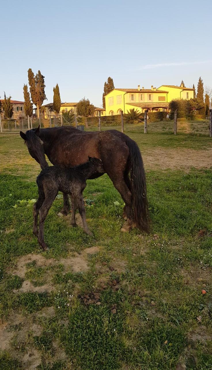 Agriturismo Fattoria Rozzalupi チェッレート・グイーディ エクステリア 写真